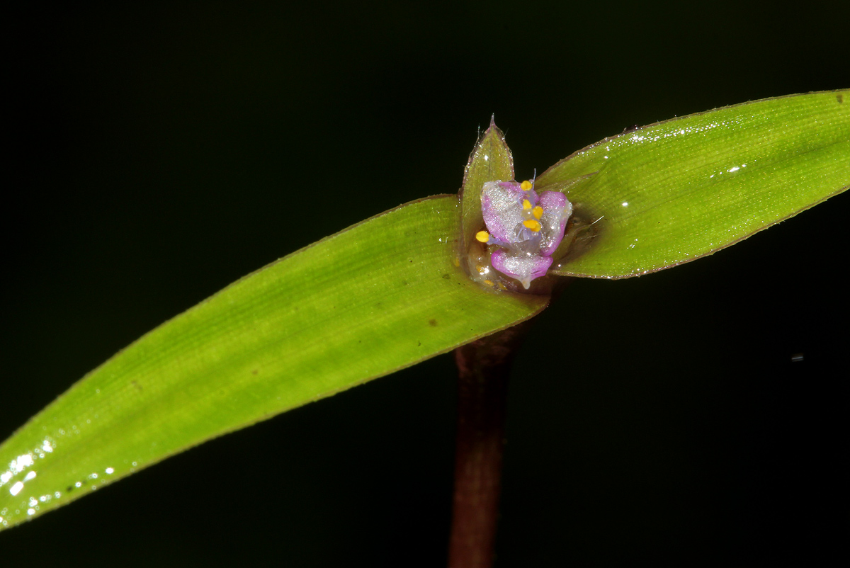 Cyanotis lanata