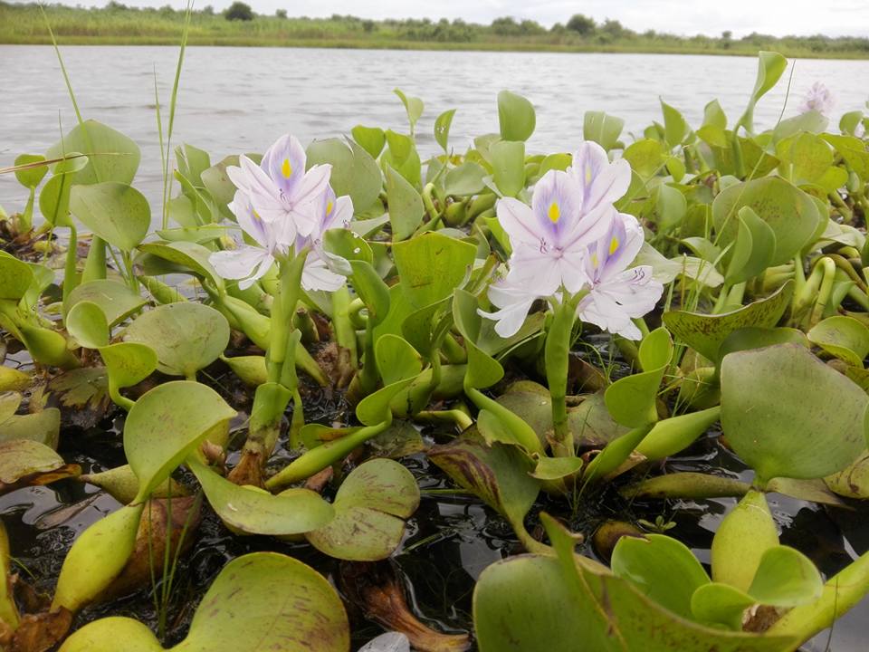 Eichhornia crassipes