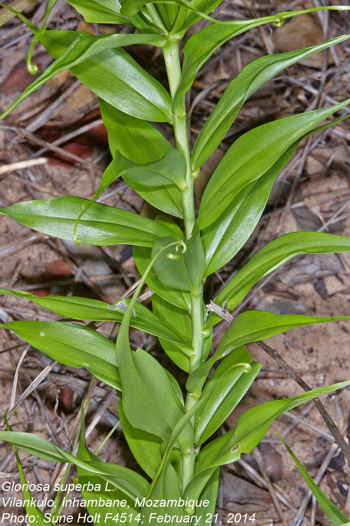 Gloriosa superba