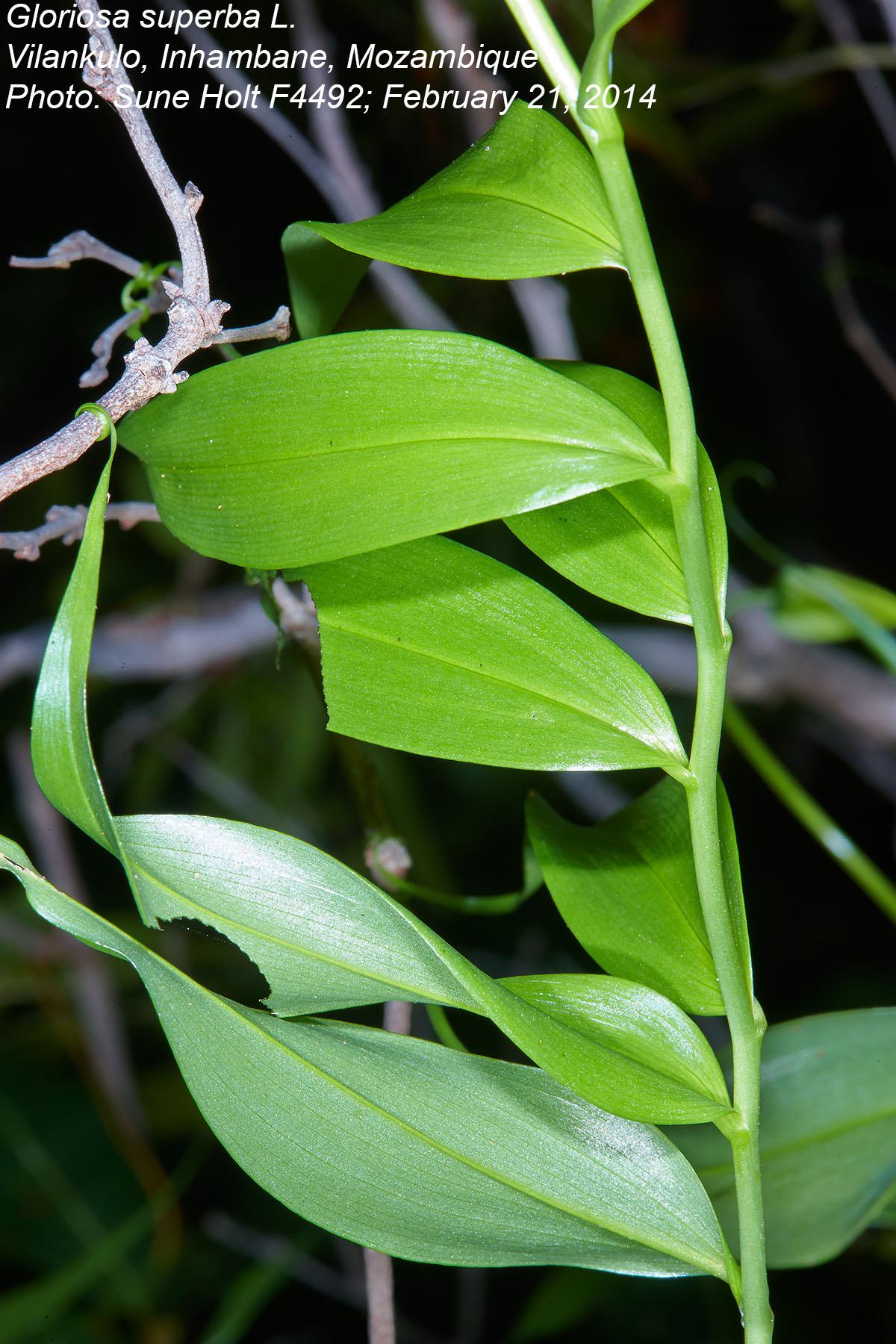 Gloriosa superba