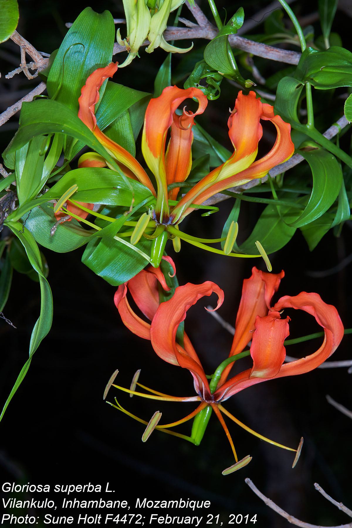 Gloriosa superba