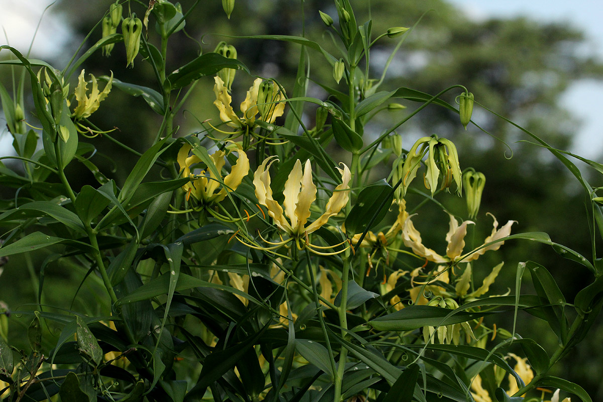 Gloriosa superba