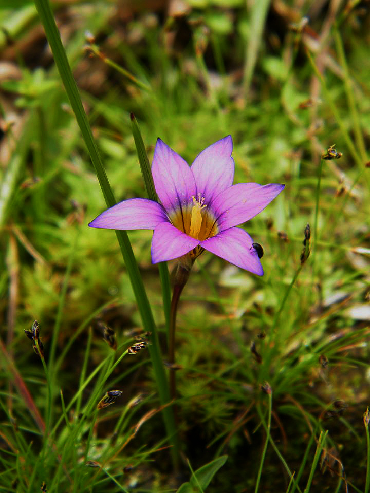 Romulea camerooniana