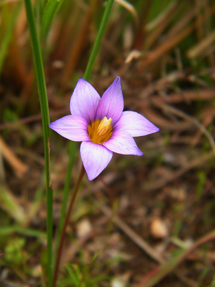 Romulea camerooniana