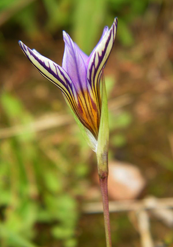 Romulea camerooniana