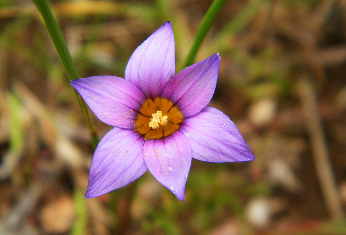 Romulea camerooniana