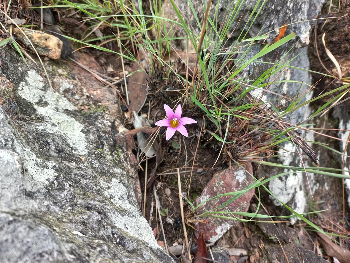 Romulea camerooniana