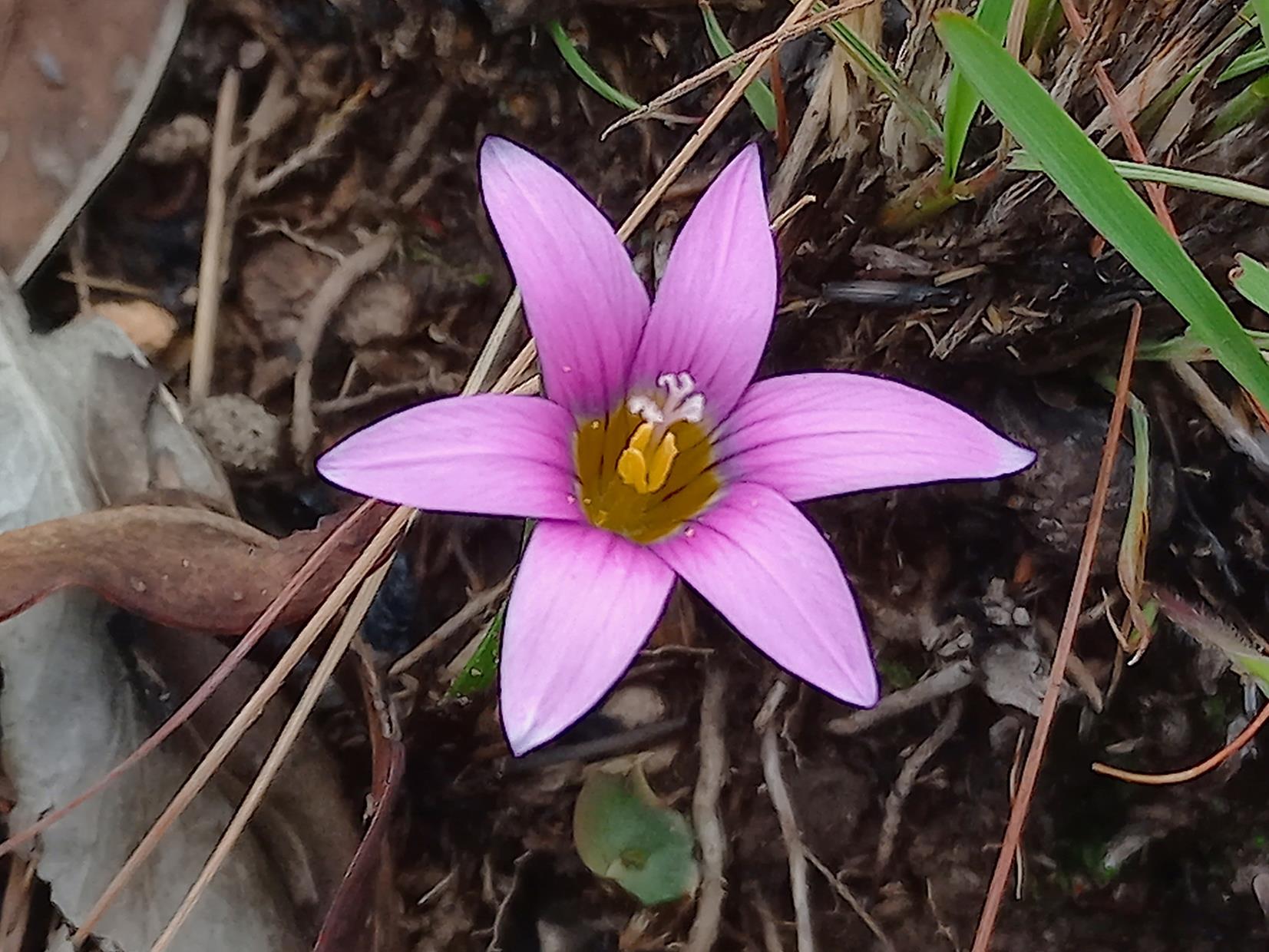 Romulea camerooniana