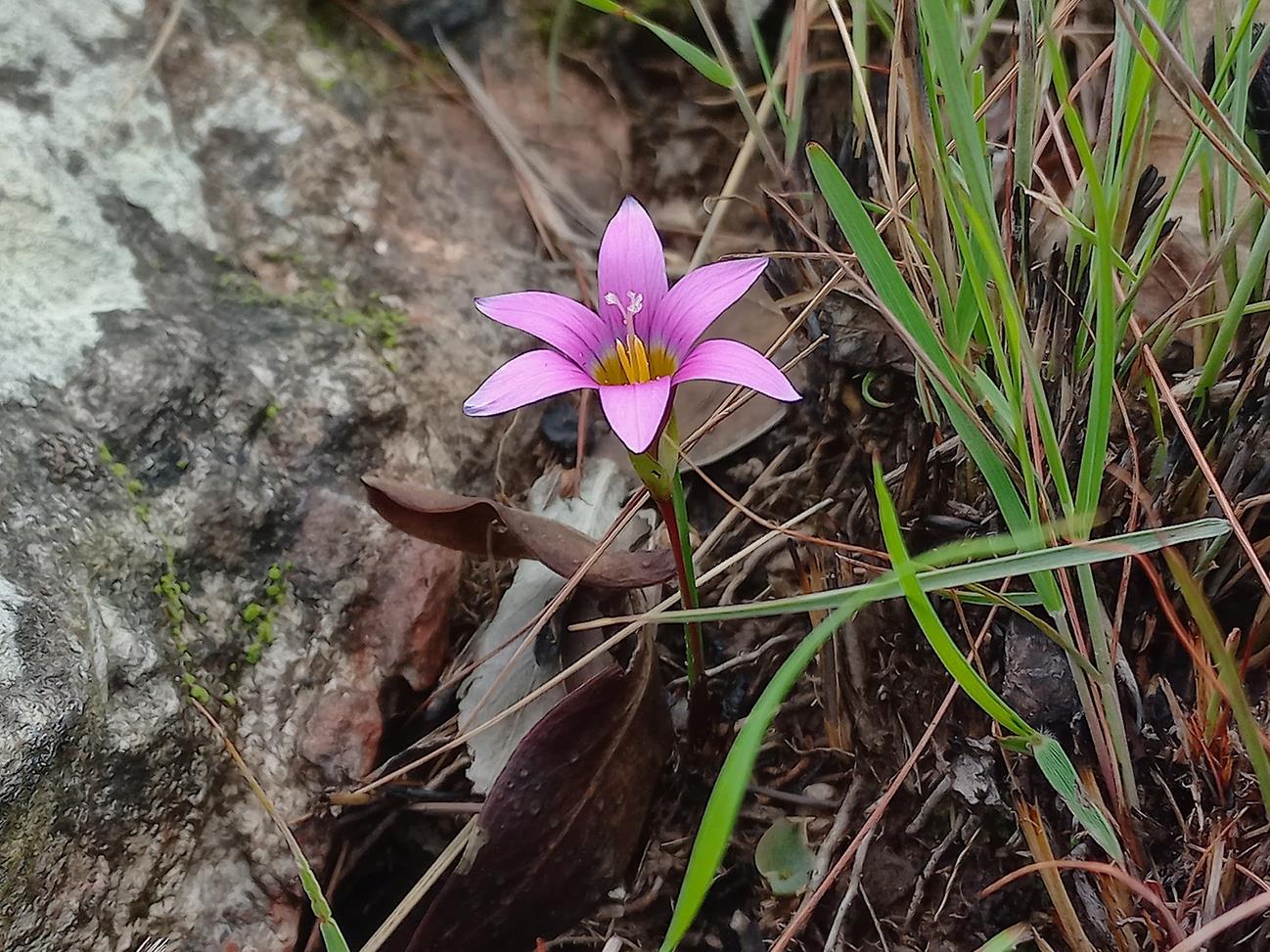 Romulea camerooniana