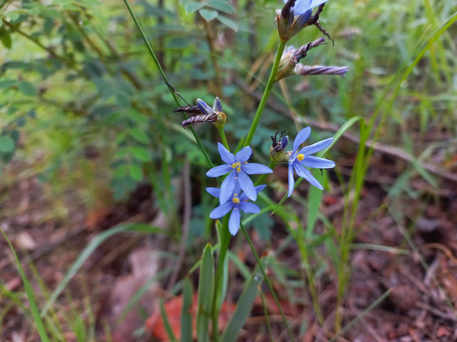 Aristea abyssinica