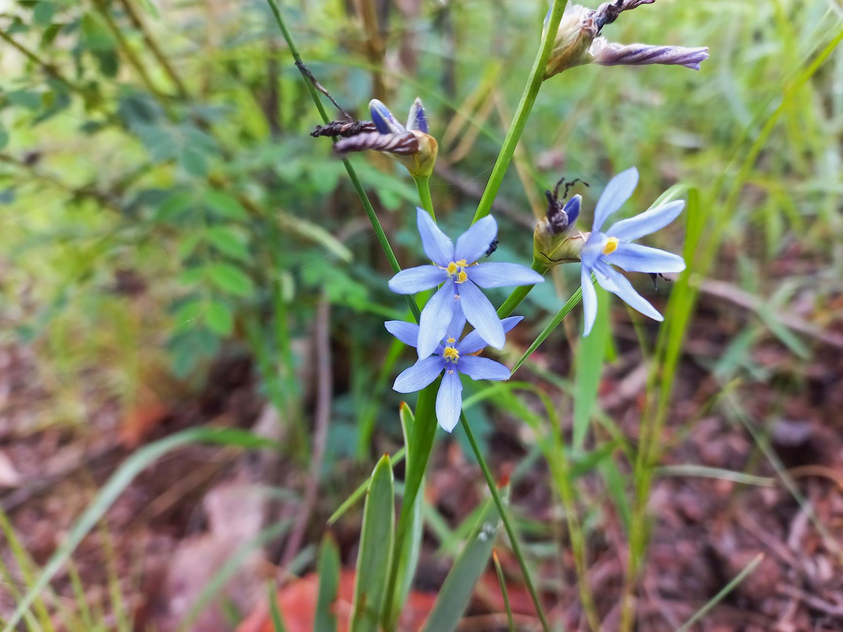 Aristea abyssinica