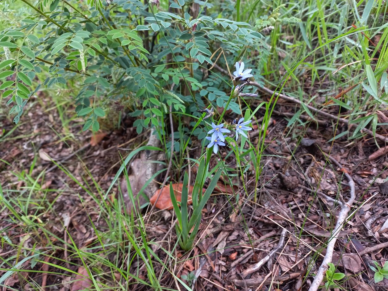 Aristea abyssinica