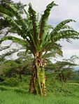 Ensete ventricosum