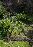 Ensete ventricosum