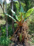 Ensete ventricosum