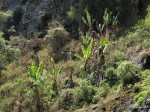 Ensete ventricosum