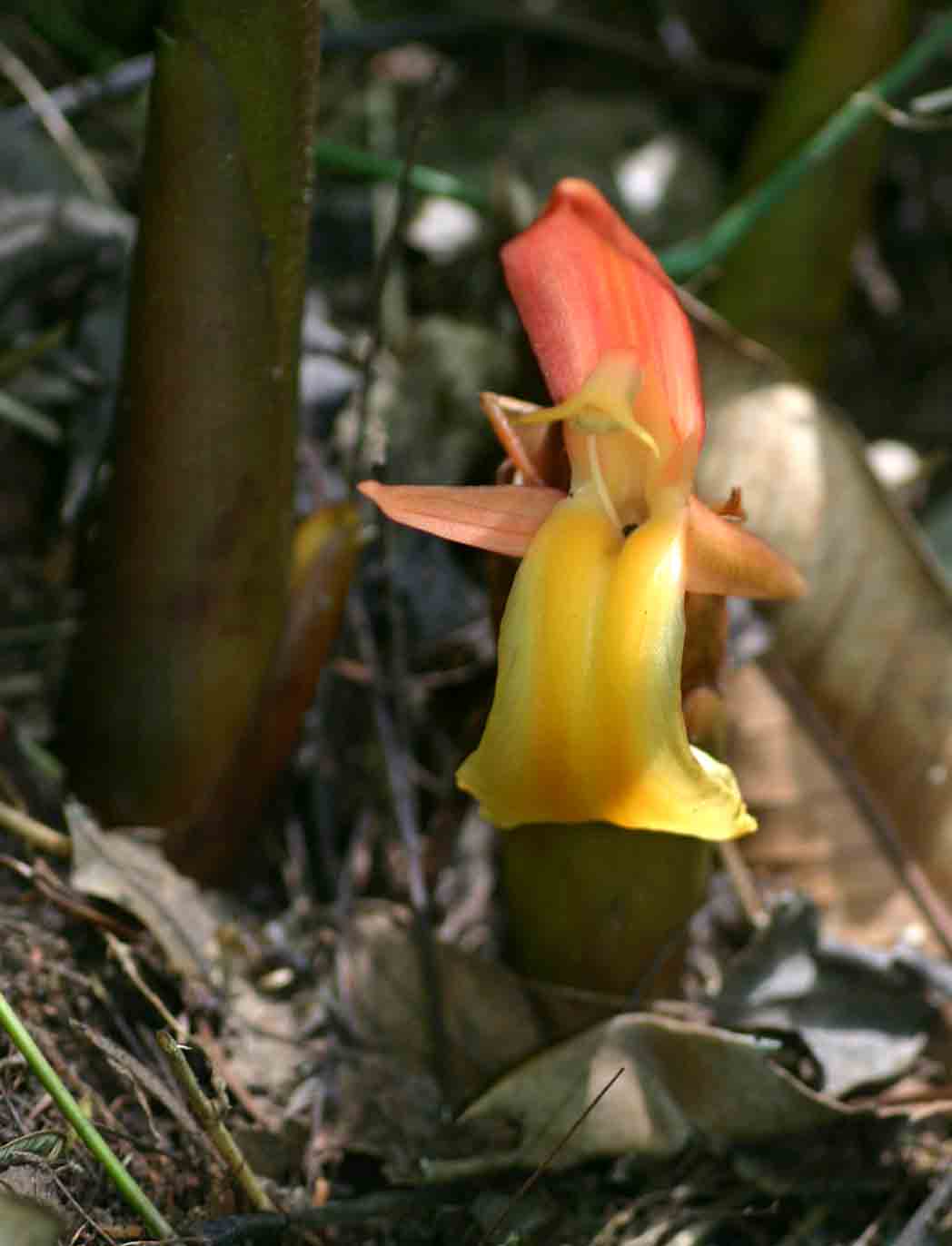 Aframomum angustifolium