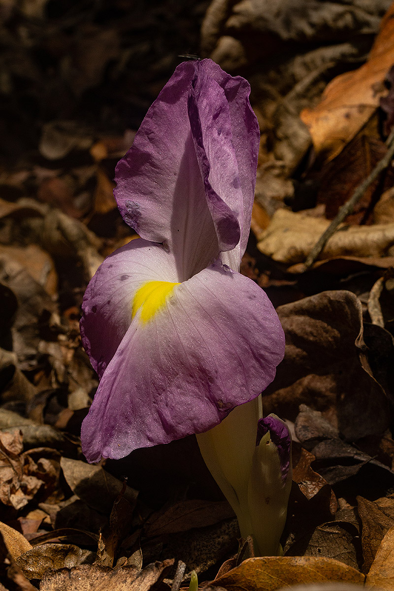 Siphonochilus aethiopicus