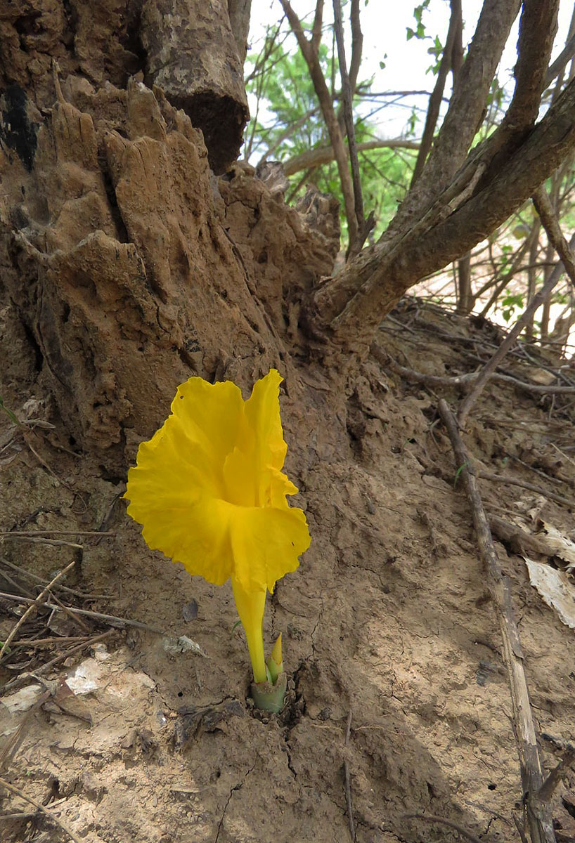 Costus macranthus