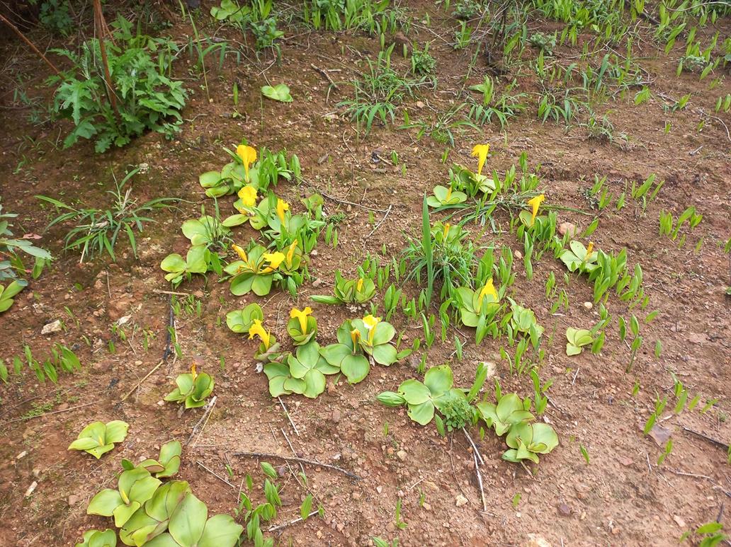 Costus macranthus