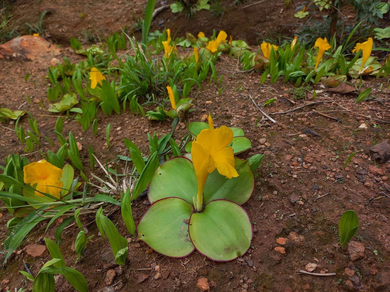 Costus macranthus