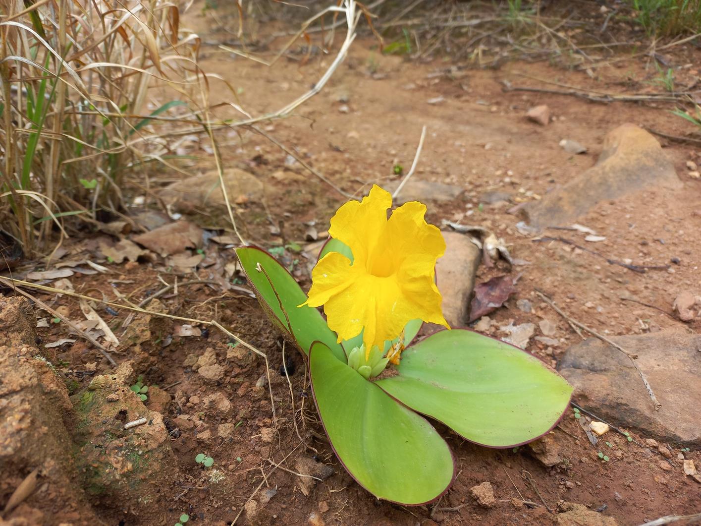 Costus macranthus