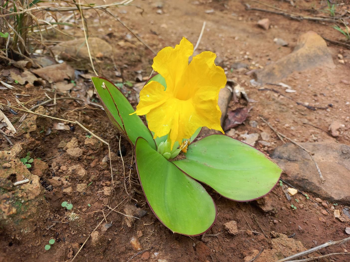 Costus macranthus