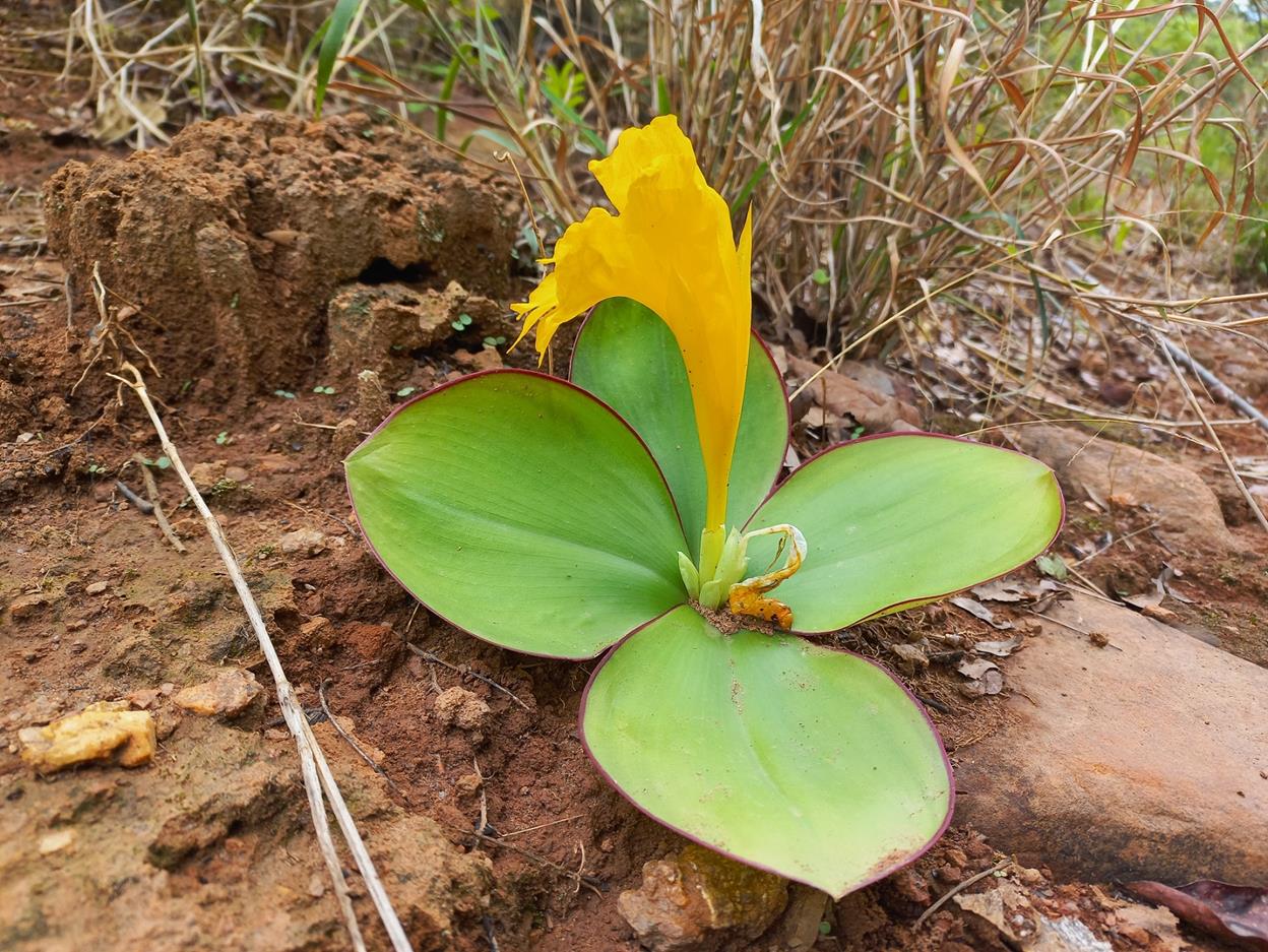 Costus macranthus