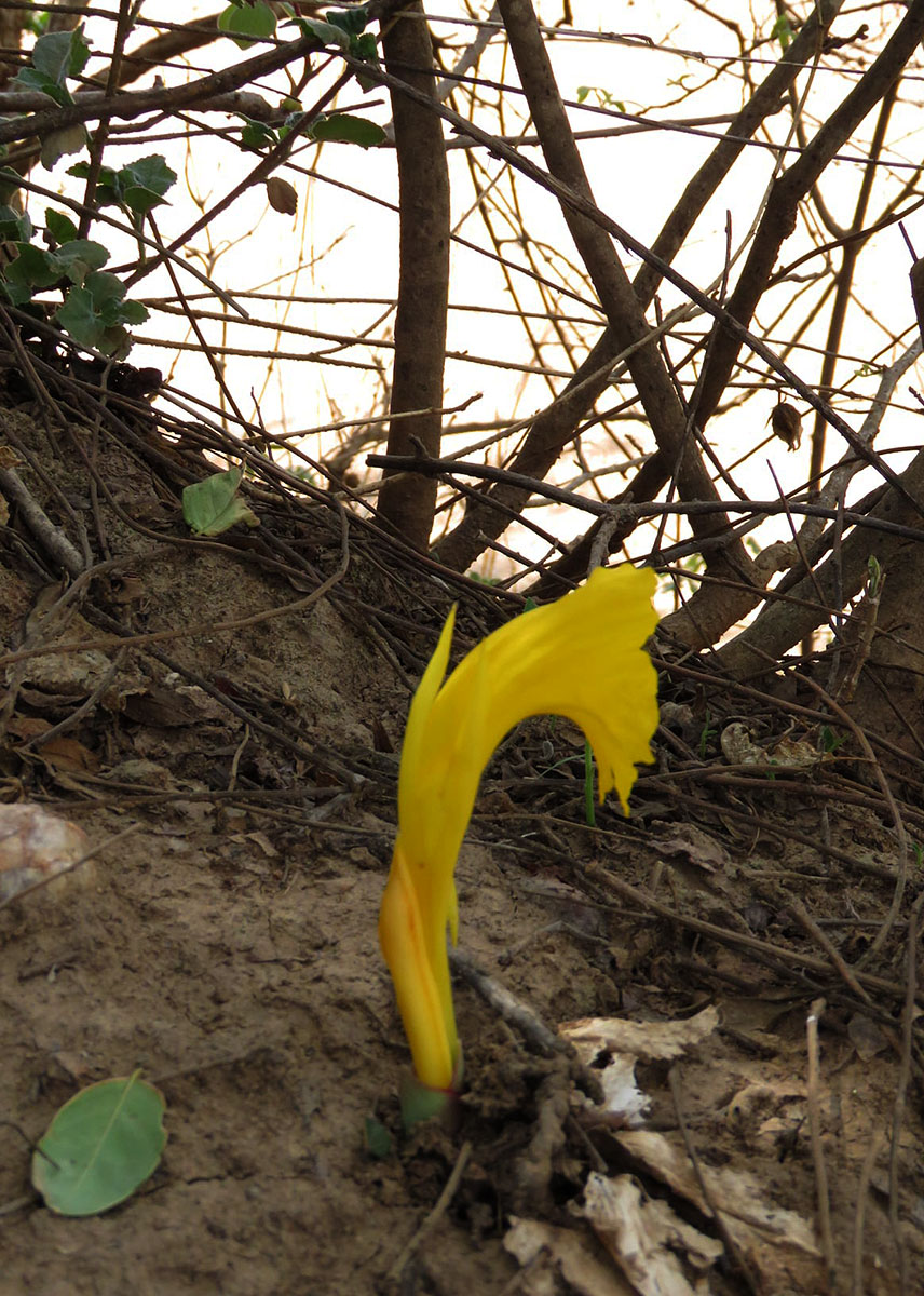 Costus macranthus