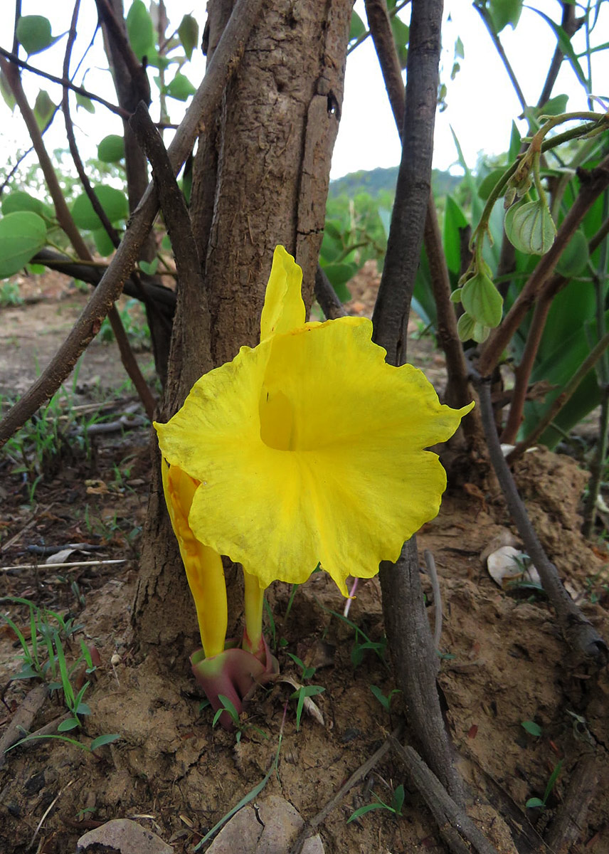 Costus macranthus