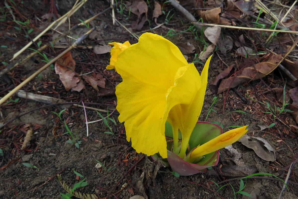 Costus macranthus