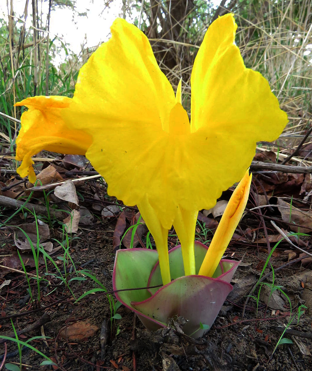 Costus macranthus