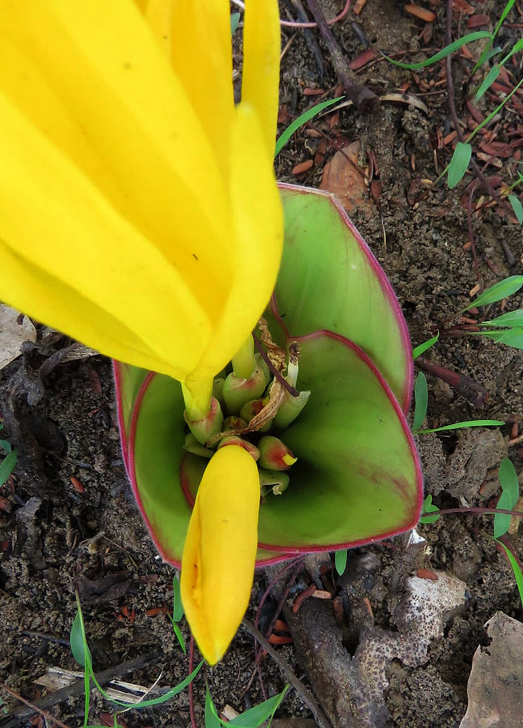 Costus macranthus