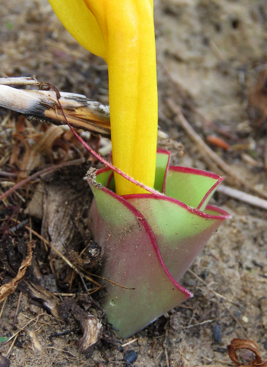 Costus macranthus