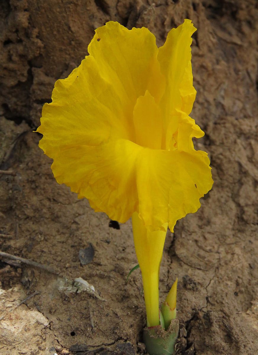 Costus macranthus