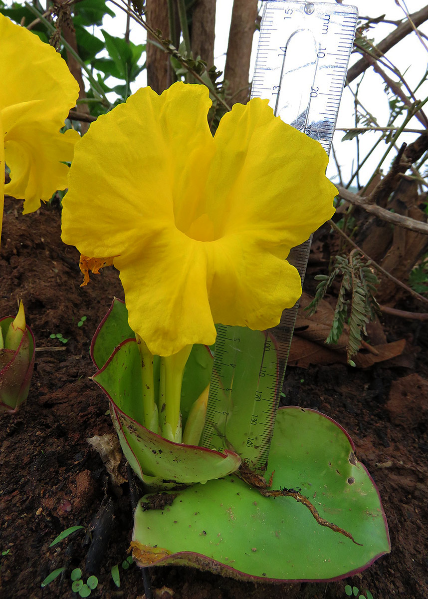 Costus macranthus