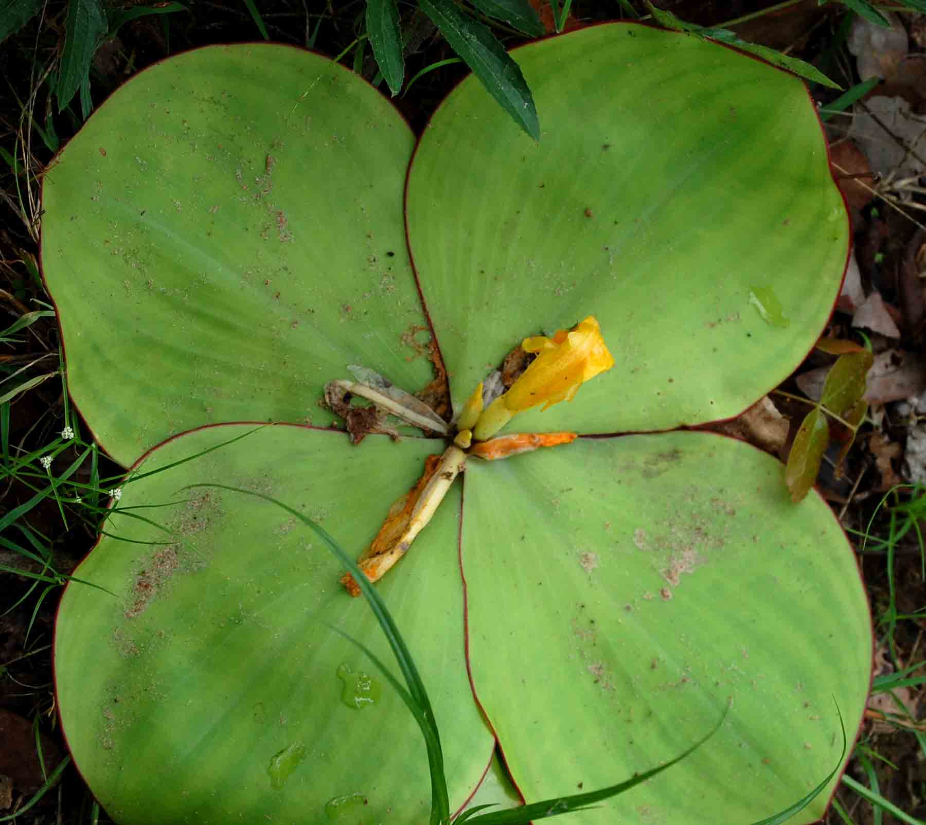 Costus spectabilis