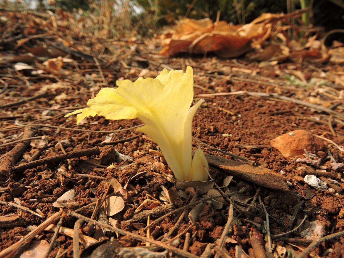 Costus spectabilis