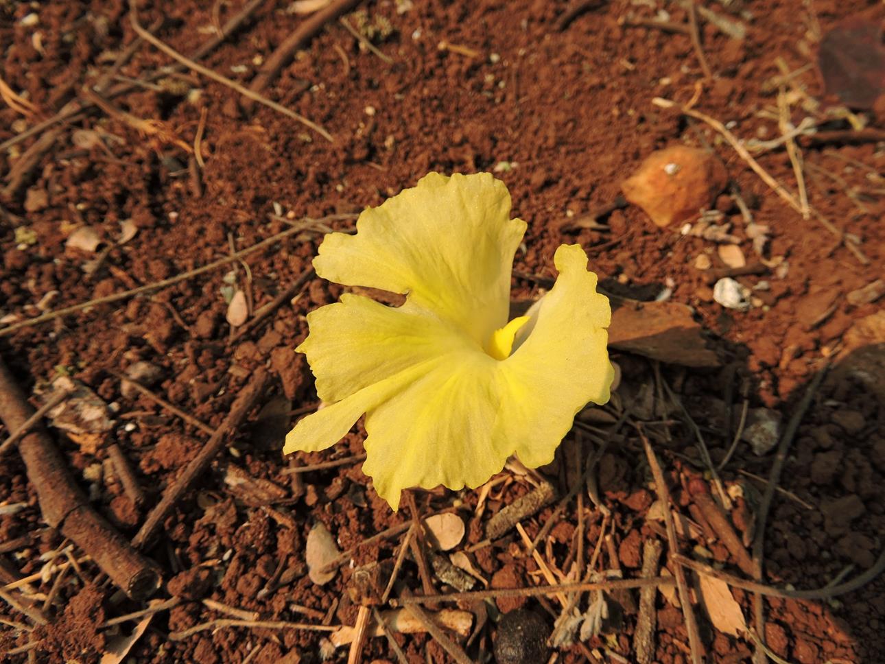 Costus spectabilis