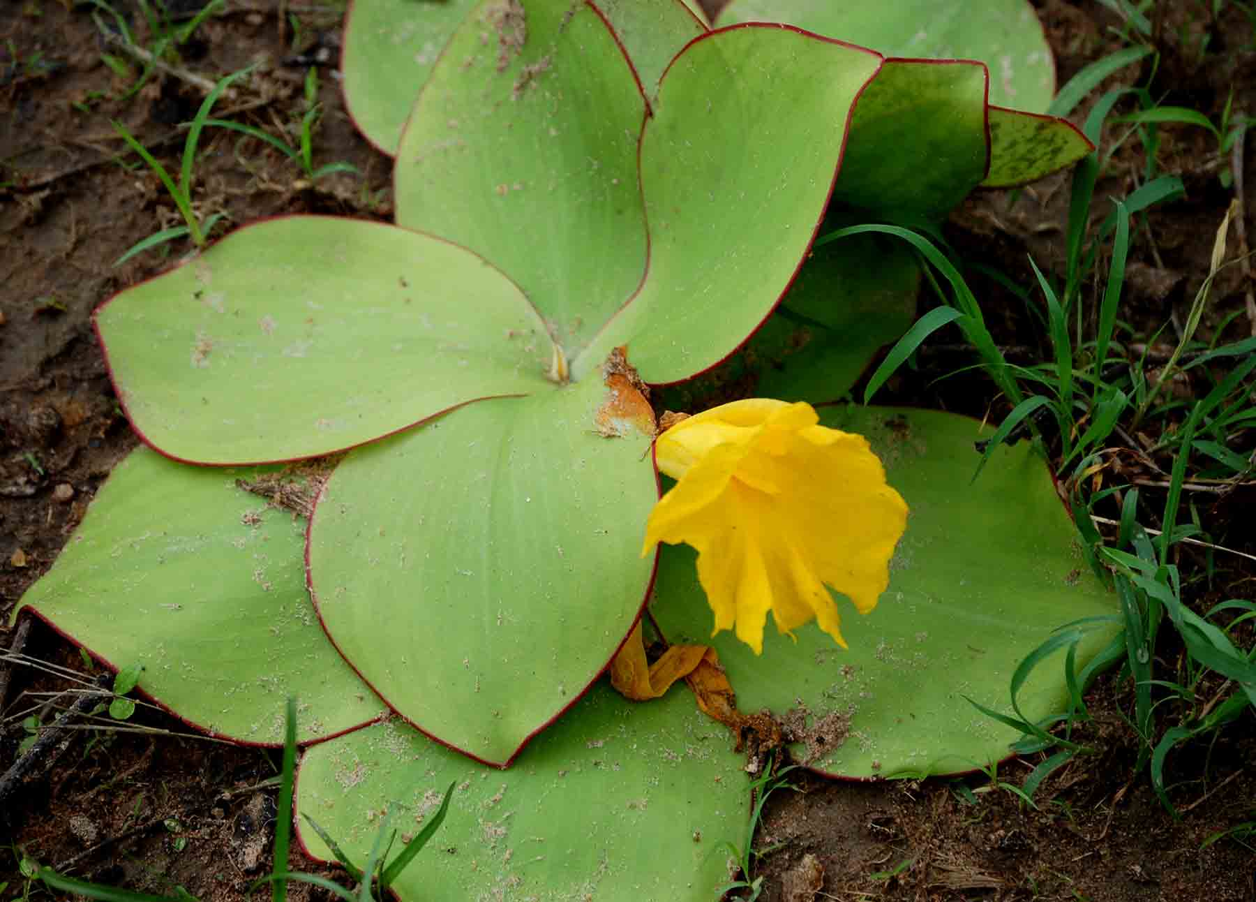 Costus spectabilis