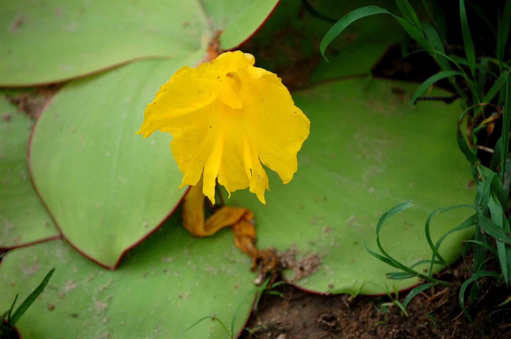 Costus spectabilis