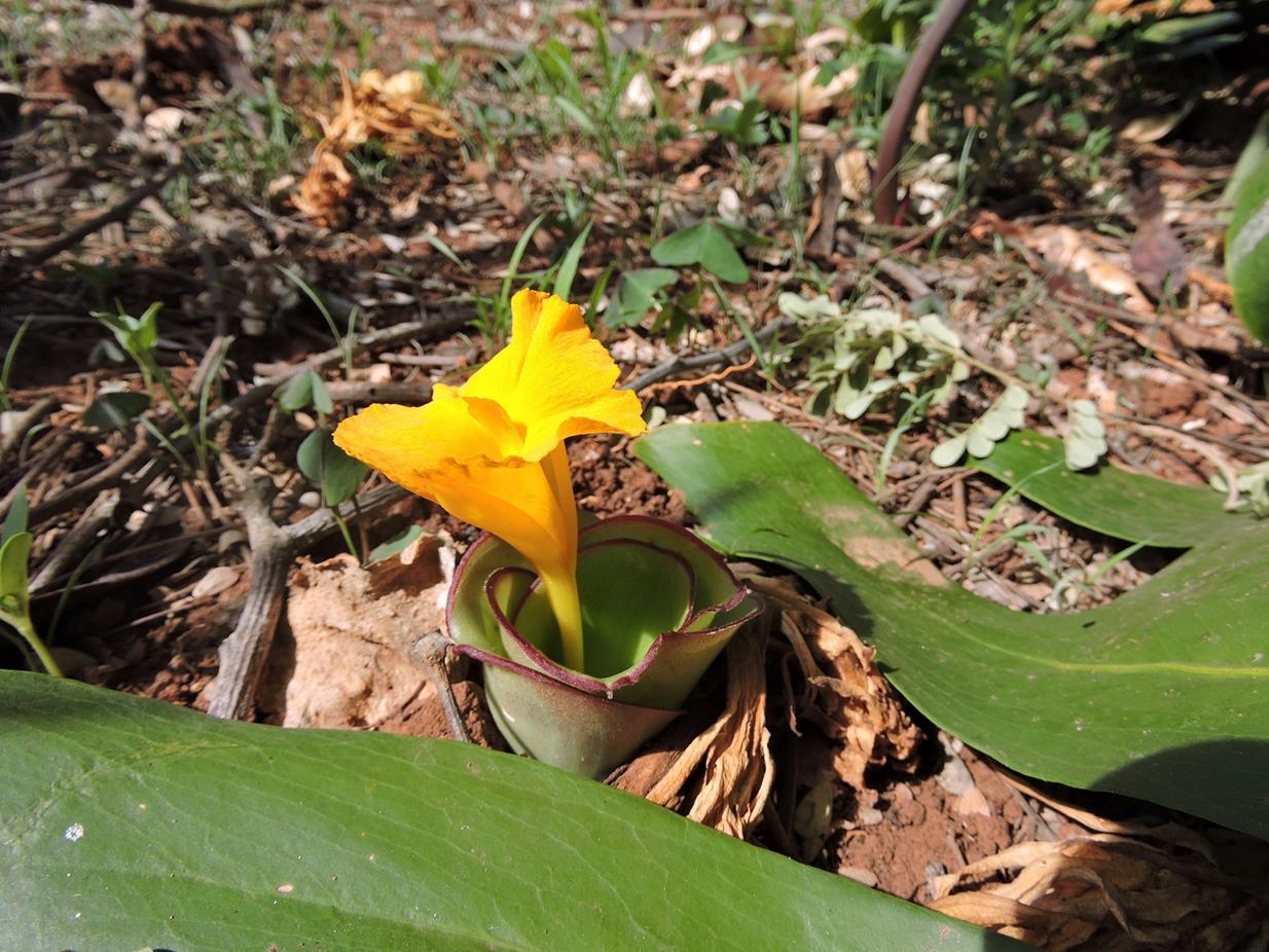 Costus spectabilis