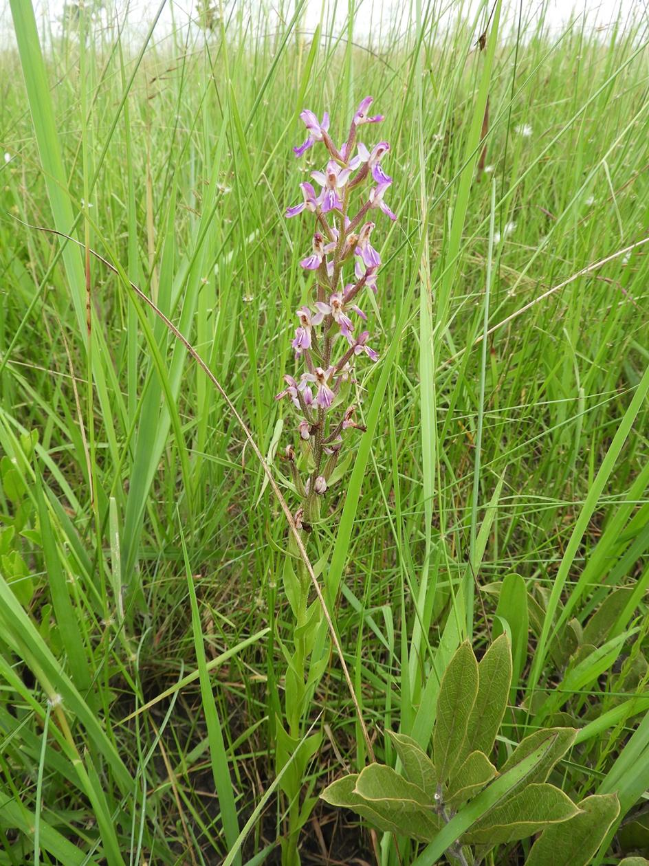 Brachycorythis congoensis