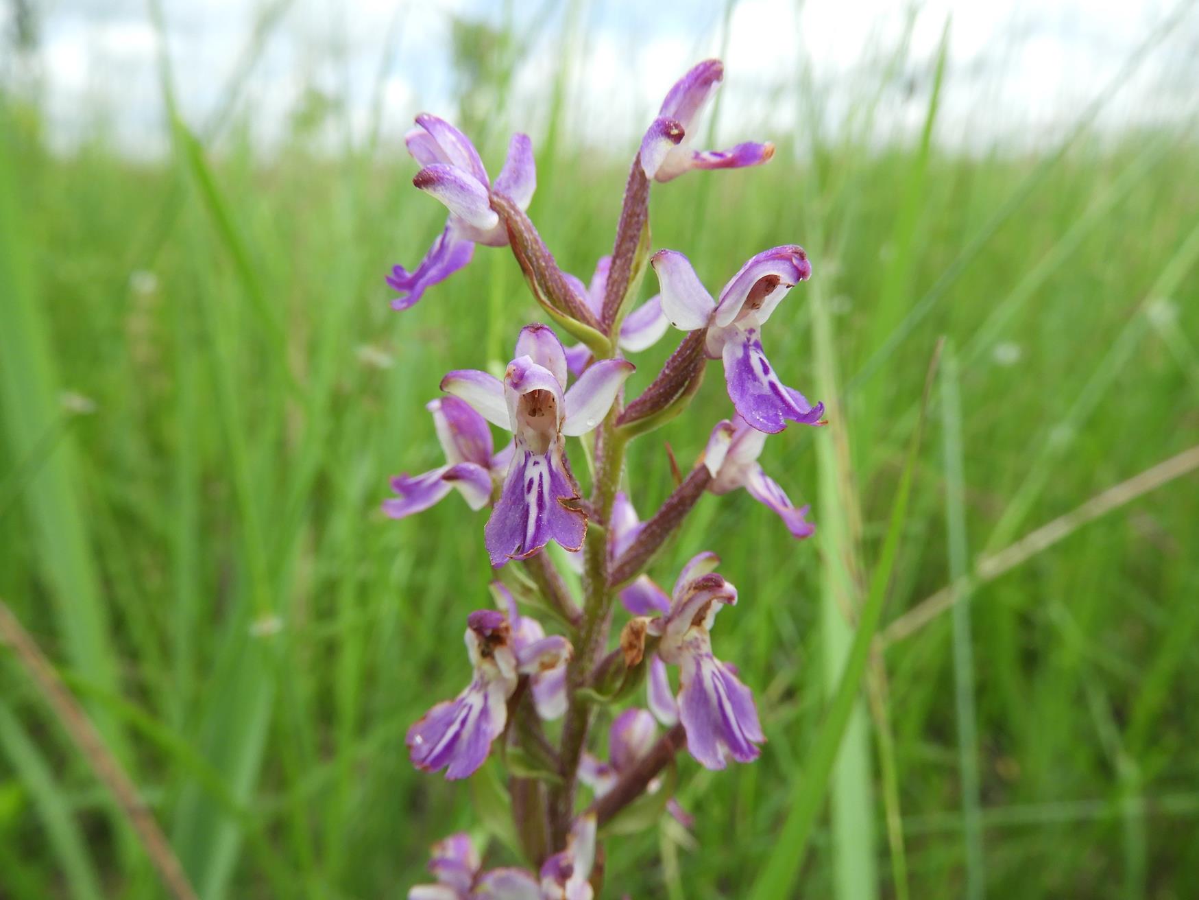 Brachycorythis congoensis