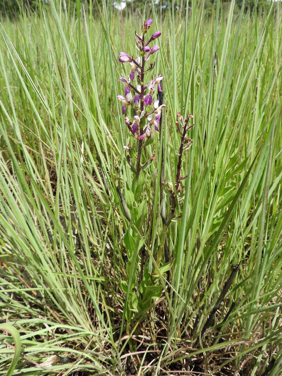 Brachycorythis congoensis