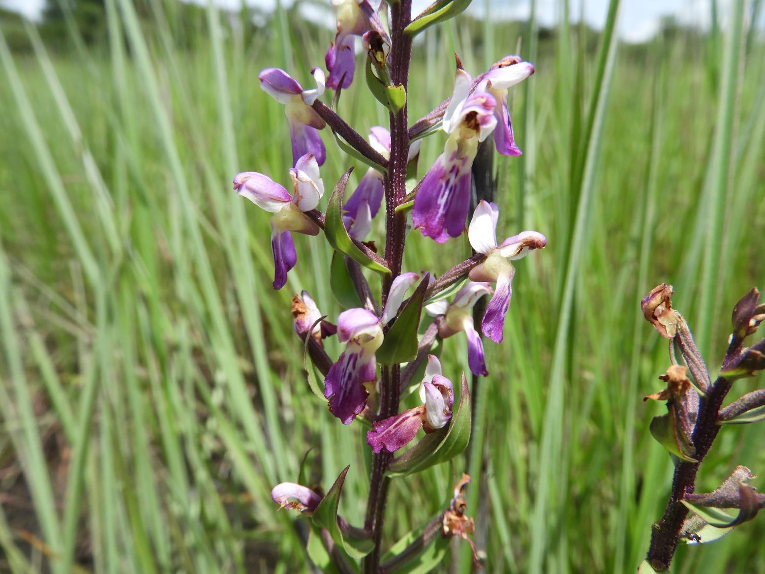 Brachycorythis congoensis