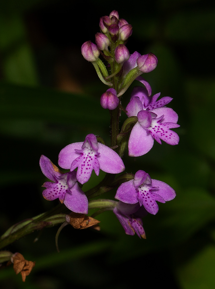 Cynorkis debilis