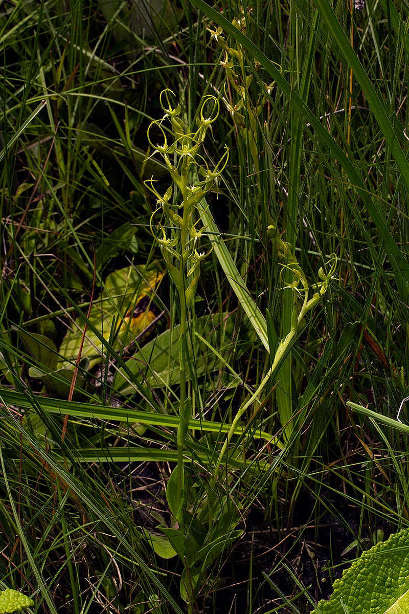 Habenaria clavata