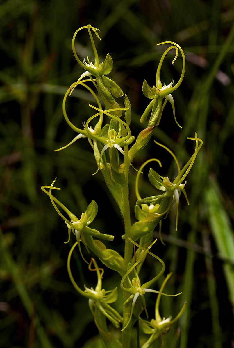 Habenaria clavata