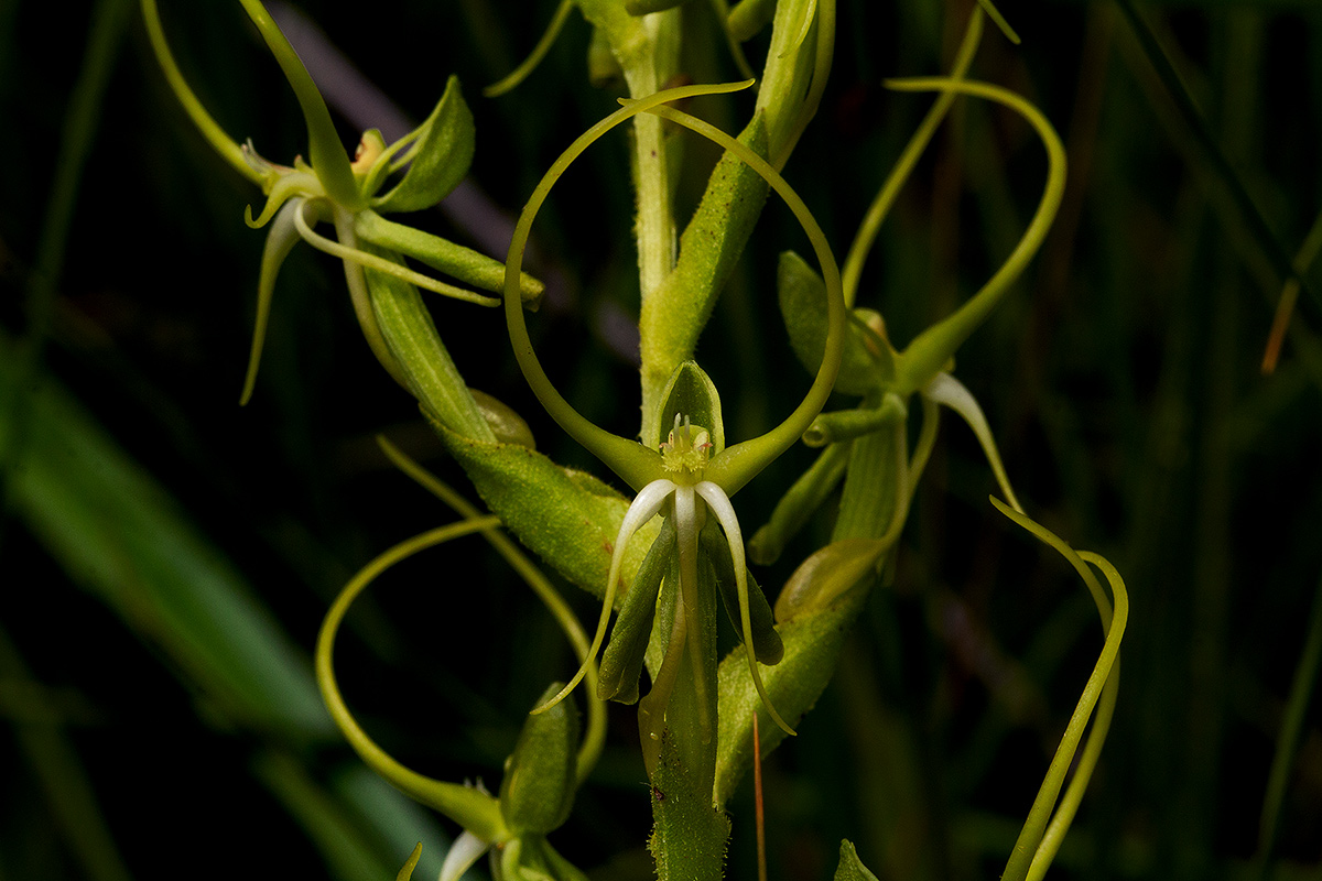 Habenaria clavata